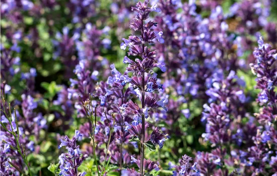 Nepeta 'Cats Pajamas'