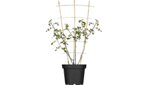 Kletterrose 'New Dawn'