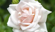 Kletterrose 'New Dawn'