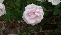 Kletterrose 'New Dawn'
