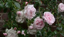 Kletterrose 'New Dawn'