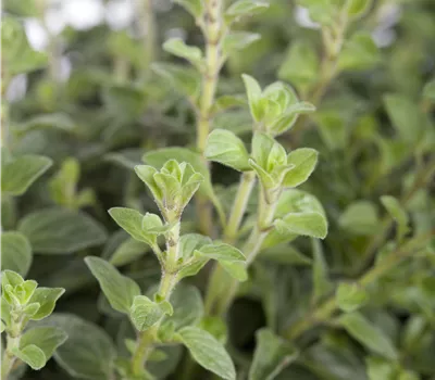Origanum vulgare Origanum vulgare
