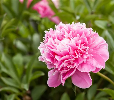  Paeonia lactiflora 'Alexander Fleming'