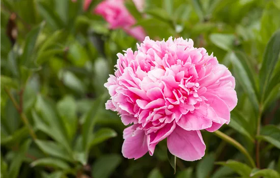 Paeonia lactiflora 'Edulis Superba'  Paeonia lactiflora 'Edulis Superba'