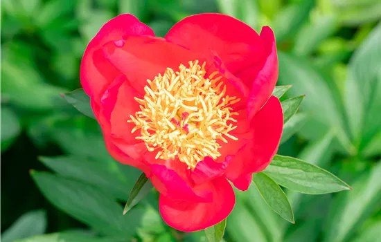 Paeonia lactiflora 'Flame' Paeonia lactiflora 'Flame'