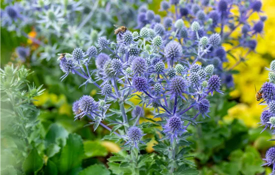 Eryngium planum 'Blue Hobbit' Eryngium planum 'Blue Hobbit'