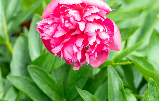 Paeonia officinalis 'Rosea Plena'