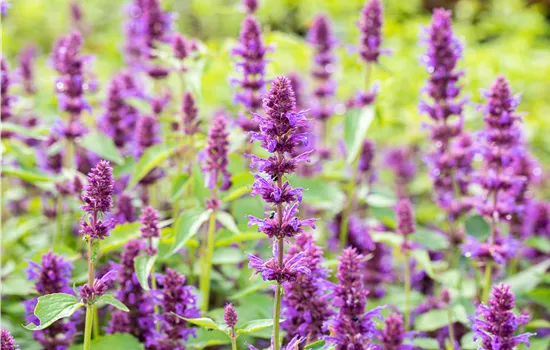 Agastache 'Beelicious Purple'