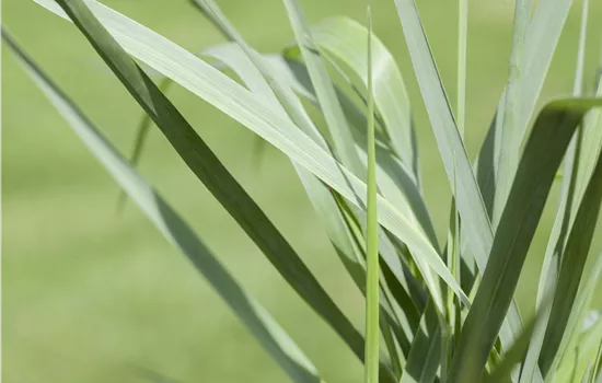 Panicum virgatum 'Prairie Sky'