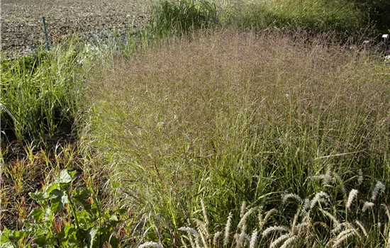 Panicum virgatum 'Warrior'
