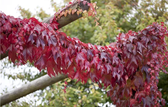 Parthenocissus tricuspidata 'Veitchii Boskoop' Parthenocissus tricuspidata 'Veitchii Boskoop'