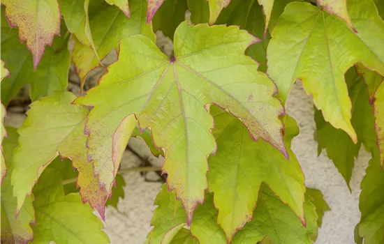 Parthenocissus tricuspidata 'Veitchii' 