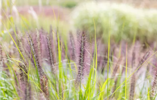 Pennisetum alopecuroides 'Red Head' 