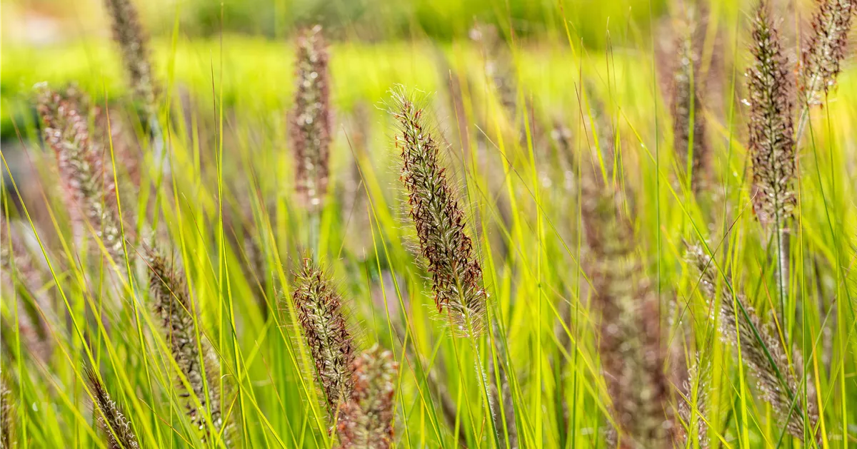 Pennisetum alopec. 'Red Head'