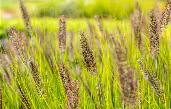 Pennisetum alopec. 'Red Head'