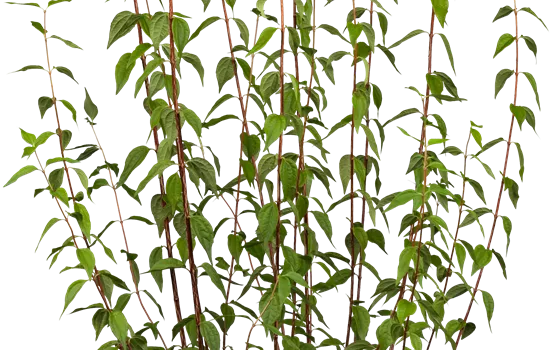 Philadelphus lemoinei  Philadelphus lemoinei