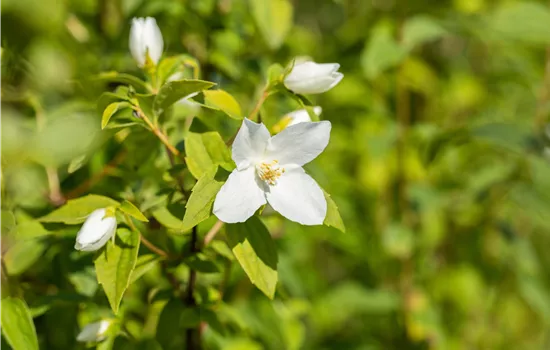 Philadelphus 'Manteau d'Hermine'  Philadelphus 'Manteau d'Hermine'