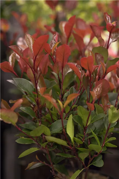 glanzmispel 'carré rouge vs red robin Glanzmispel 'Red Robin' (x3) - Photinia fraseri Red Robin main image 1