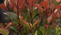 Glanzmispel 'Little Red Robin'