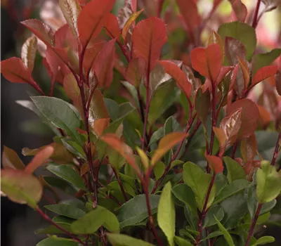 Photinia fraseri 'Little Red Robin'