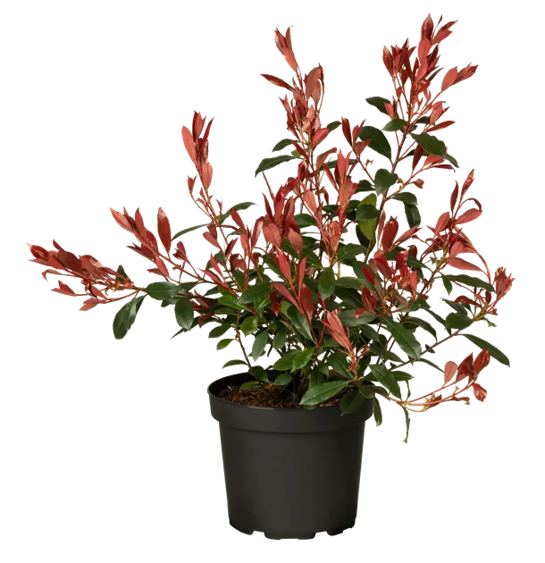 glanzmispel-hecke abstand Glanzmispelhecke kaufen | Photinia fraseri 'Red Robin'