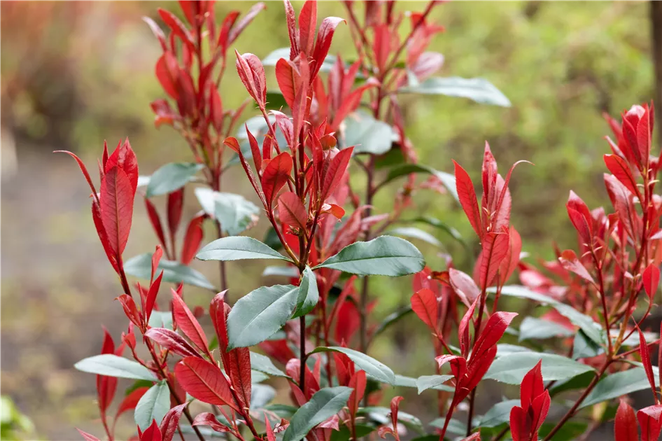 Photinia fraseri 'Carr Rouge'