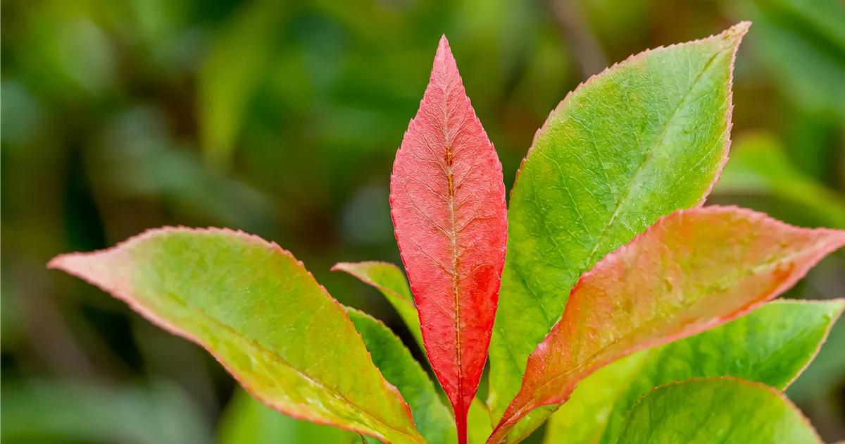 Photinia fraseri 'Carre Rouge'
