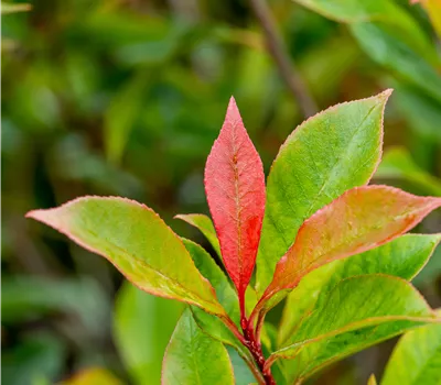 Photinia fraseri 'Carré Rouge' Photinia fraseri 'Carré Rouge'
