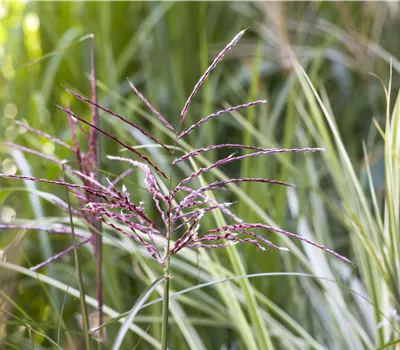 Phragmites australis Phragmites australis