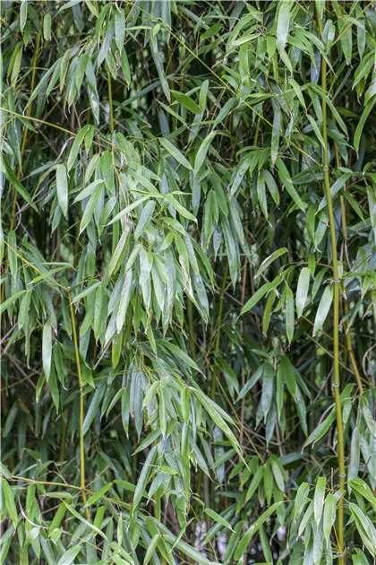 Phyllostachys bissetii