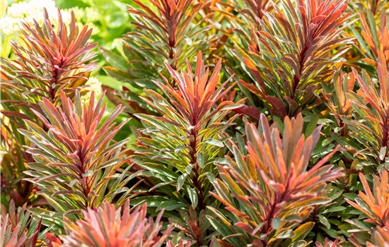 Euphorbia amygdaloides 'Miners Merlot'