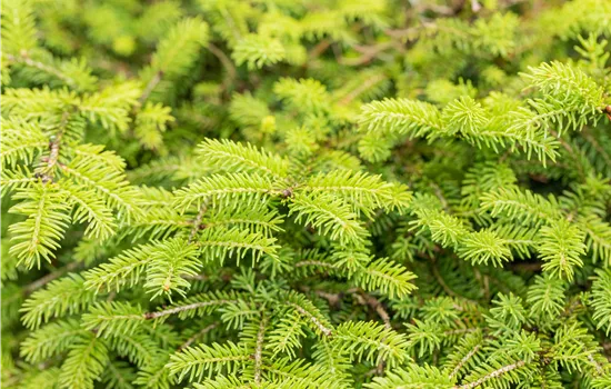 Picea abies 'Nidiformis'  Picea abies 'Nidiformis'