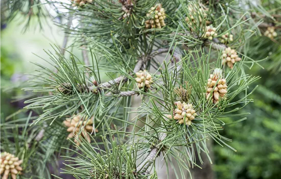 Pinus heldreichii 