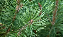 Stamm 100cm Pinie