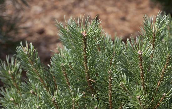 Pinus sylvestris