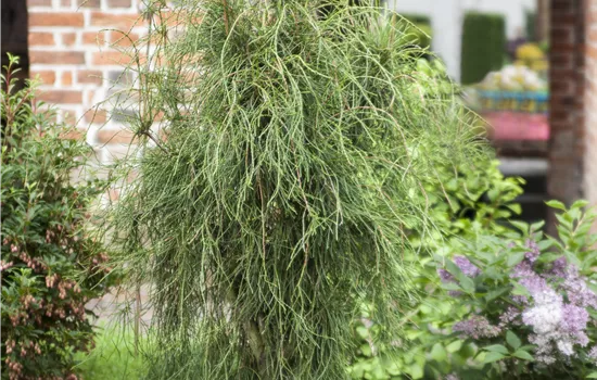 Platycladus orientalis 'Franky Boy' 