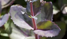 Grosses Garten-Fettblatt 'Matrona'