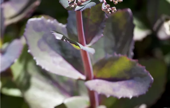 Sedum telephium 'Matrona'