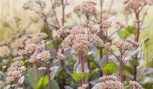 Grosses Garten-Fettblatt 'Matrona'