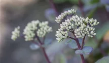 Grosses Garten-Fettblatt 'Matrona'