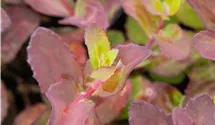 Grosses Garten-Fettblatt 'Matrona'