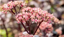 Grosses Garten-Fettblatt 'Matrona'