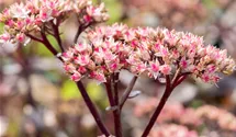 Grosses Garten-Fettblatt 'Matrona'