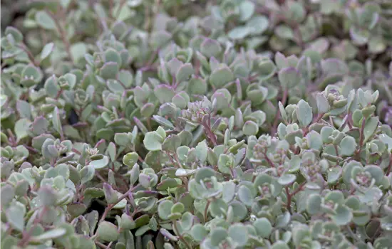 Sedum cauticolum 'Lidakense'