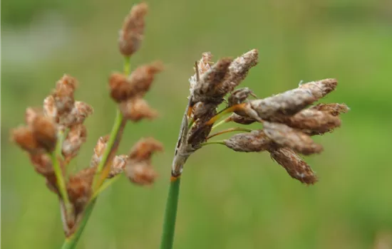 Schoenoplectus lacustris