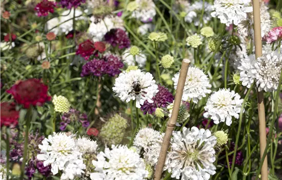 Scabiosa caucasica 'Perfekta Alba'