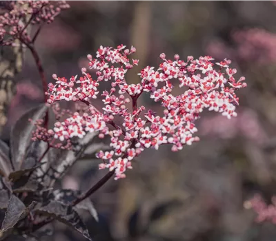Sambucus nigra 'Black Beauty' Sambucus nigra 'Black Beauty'