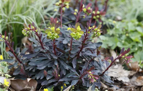Euphorbia amygdaloides 'Purpurea' Euphorbia amygdaloides 'Purpurea'