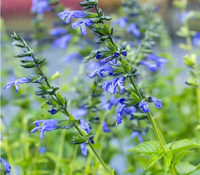 Salvia salgoon 'Lake Como' Salvia salgoon 'Lake Como'