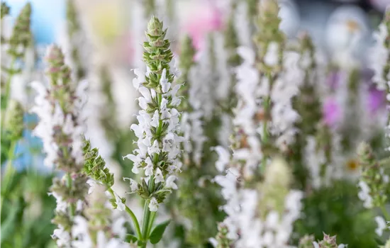 Salvia nemorosa 'Salute White' Salvia nemorosa 'Salute White'